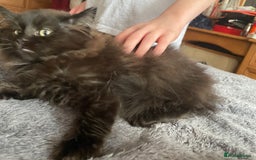British Longhair cats for sale: Fluffy Cole kitty - Image 2