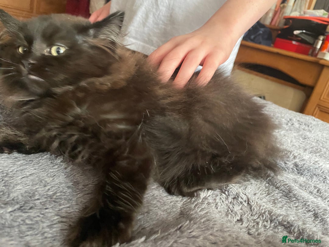 British Longhair cats for sale: Fluffy Cole kitty - Image 2