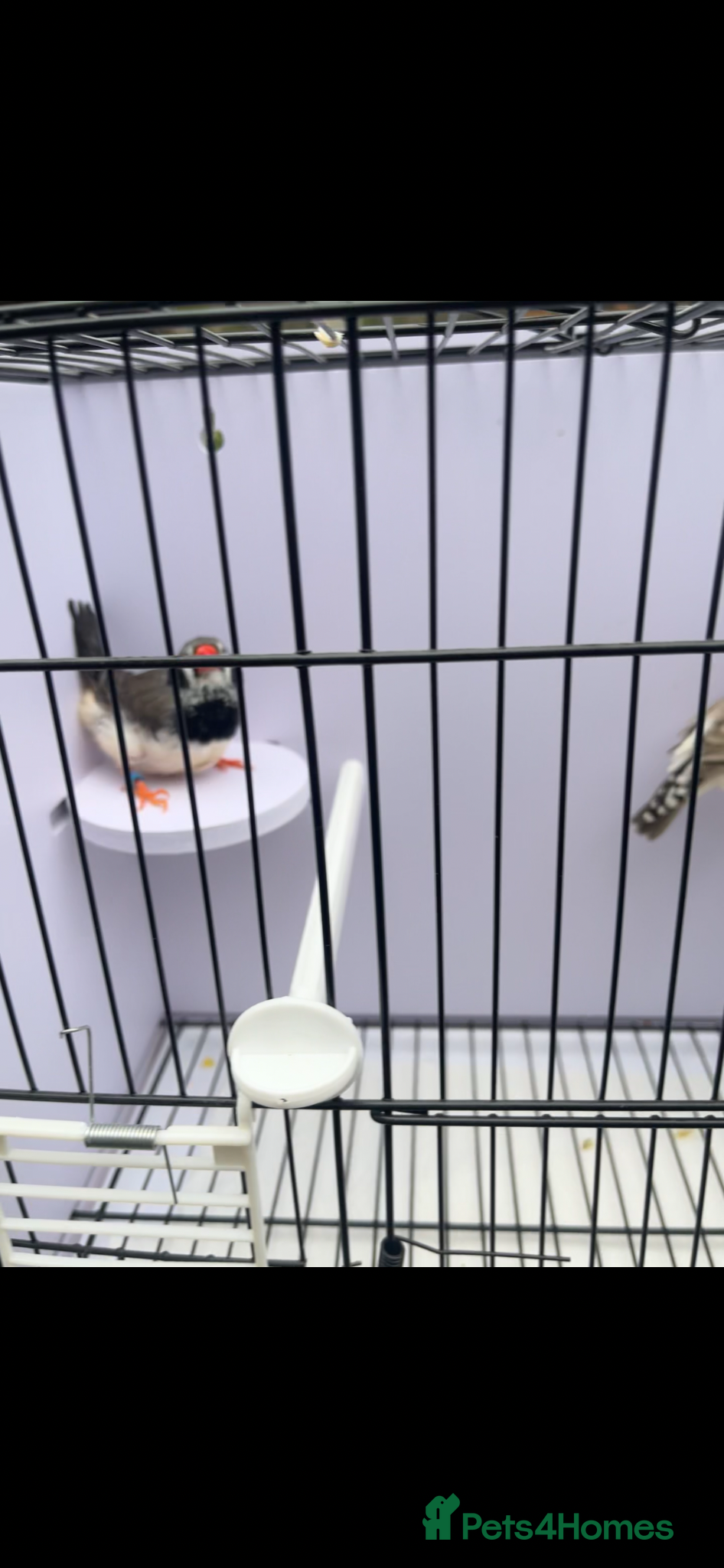 Finches birds for sale: Stunning mutation zebra finches  - Advert 1