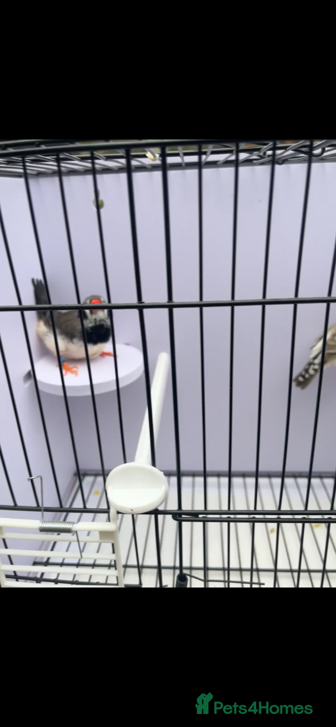 Finches birds for sale: Stunning mutation zebra finches  - Advert 1
