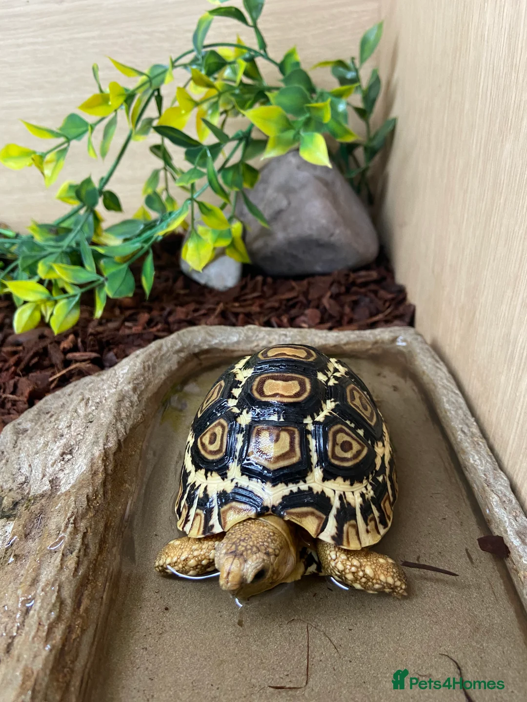 Tortoise reptiles for sale: Leopard Tortoises- Gorgeous Babies!  - Advert 14