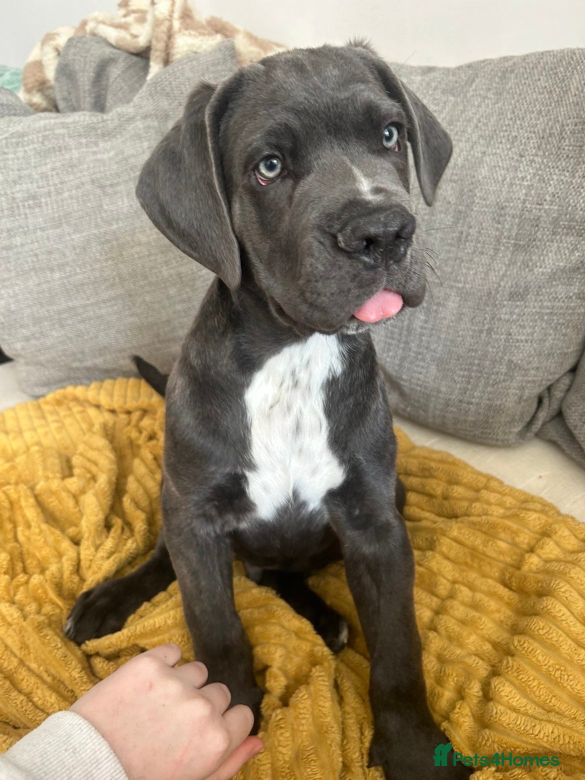 Cane Corso dogs 2 Pure Cane Corso Puppys Available Now  - Advert 2