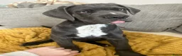Cane Corso dogs for sale: Last Pure Cane Corso Boy Puppy Left Of 12  - Advert 2