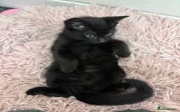 Mixed Breed cats for sale: Female kitten need to go ASAP - Image 4