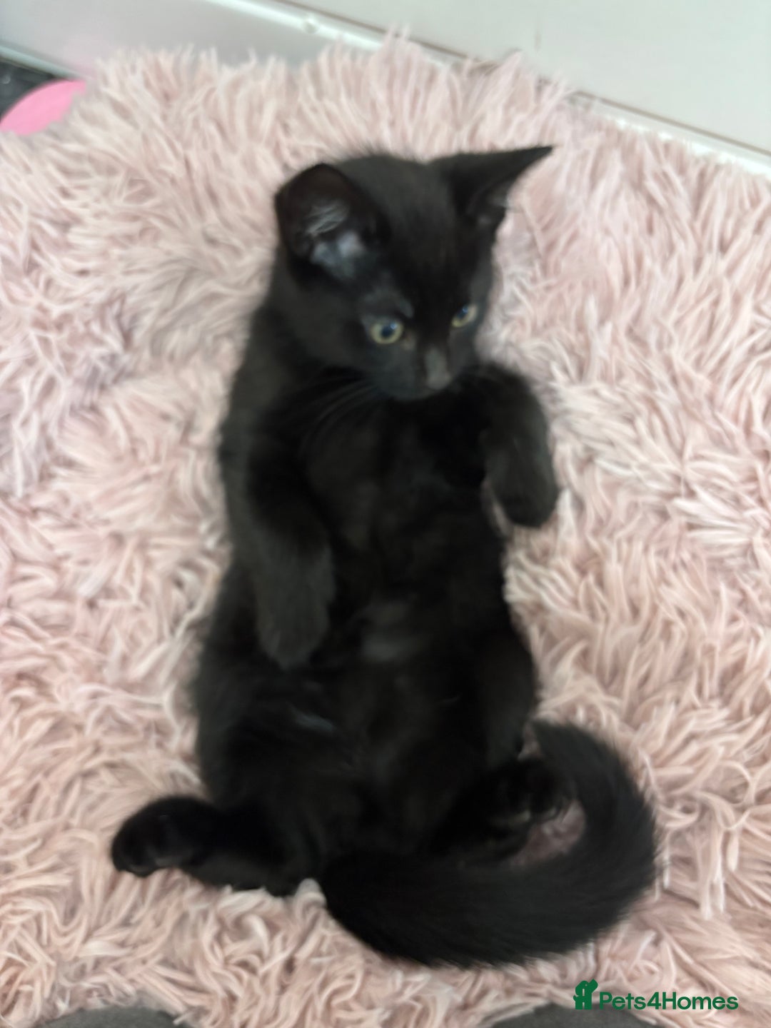 Mixed Breed cats for sale: Female kitten need to go ASAP - Image 4