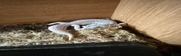 Leopard Gecko reptiles for sale:  female Total eclipse (proven) - Advert 1