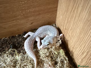 Leopard Gecko reptiles female Total eclipse (proven) - Advert 1