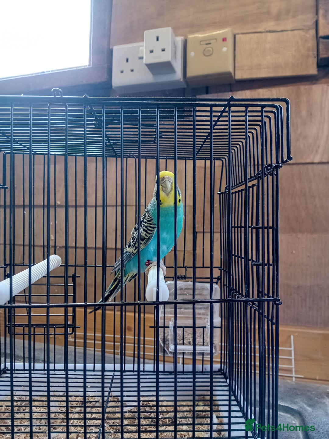 Budgerigars birds for sale: Young budgies  - Image 4