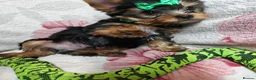 Yorkshire Terrier dogs for sale: ❤️Last boy left❤️ - Advert 7
