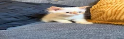 Persian cats for sale: Lovely Persian kittens 1 girl 3 boys  in Telford - Advert 15
