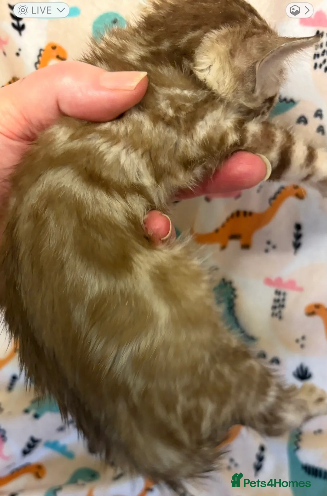 Bengal cats for sale: Stunning Tica reg Bengal kittens  - Advert 3