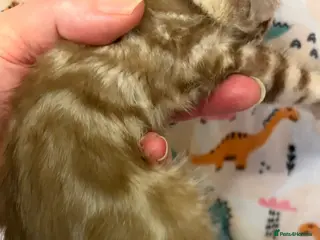 Bengal cats Stunning Tica reg Bengal kittens - Advert 3