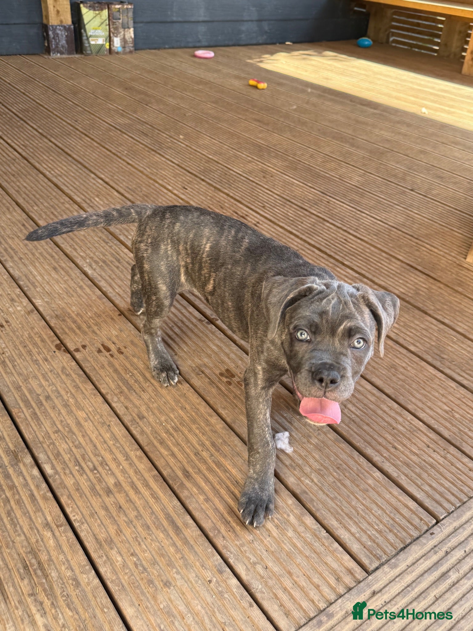 Cane Corso dogs Last 3 left looking for their forever 🏡!🥰 - Advert 1