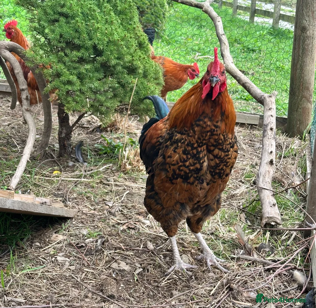 Chickens poultry for sale: Cockerels  in Newquay - Advert 2
