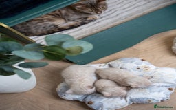 Bengal cats for sale: 3 Snow Bengal Boys-Gorgeous-TICA-Ready in November - Image 13