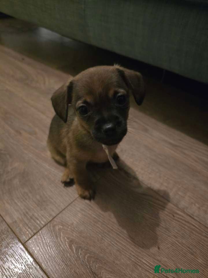 Mixed Breed dogs ​🐾 3 Stunning Girls!Frenchie x Mini Dachshund/Chi - Advert 6