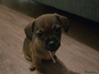 Mixed Breed dogs 🐾 3 Stunning Girls!Frenchie x Mini Dachshund/Chi - Advert 6