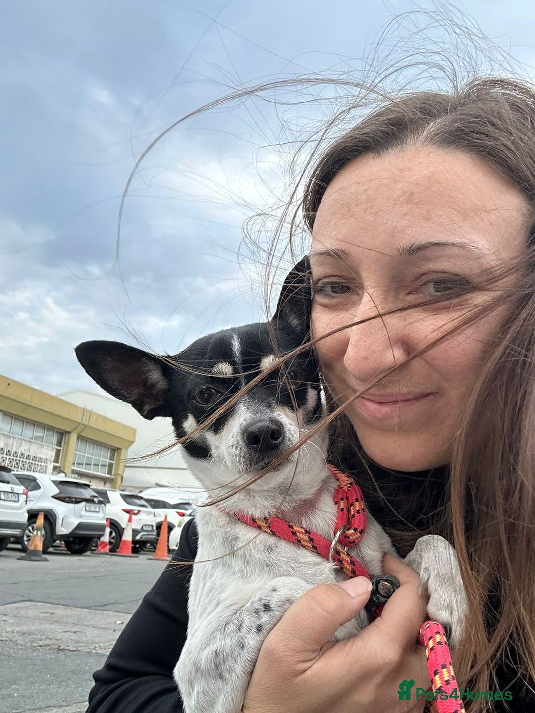 Chihuahua dogs for adoption: Tilda the tiny heart thief with big personality - Advert 4