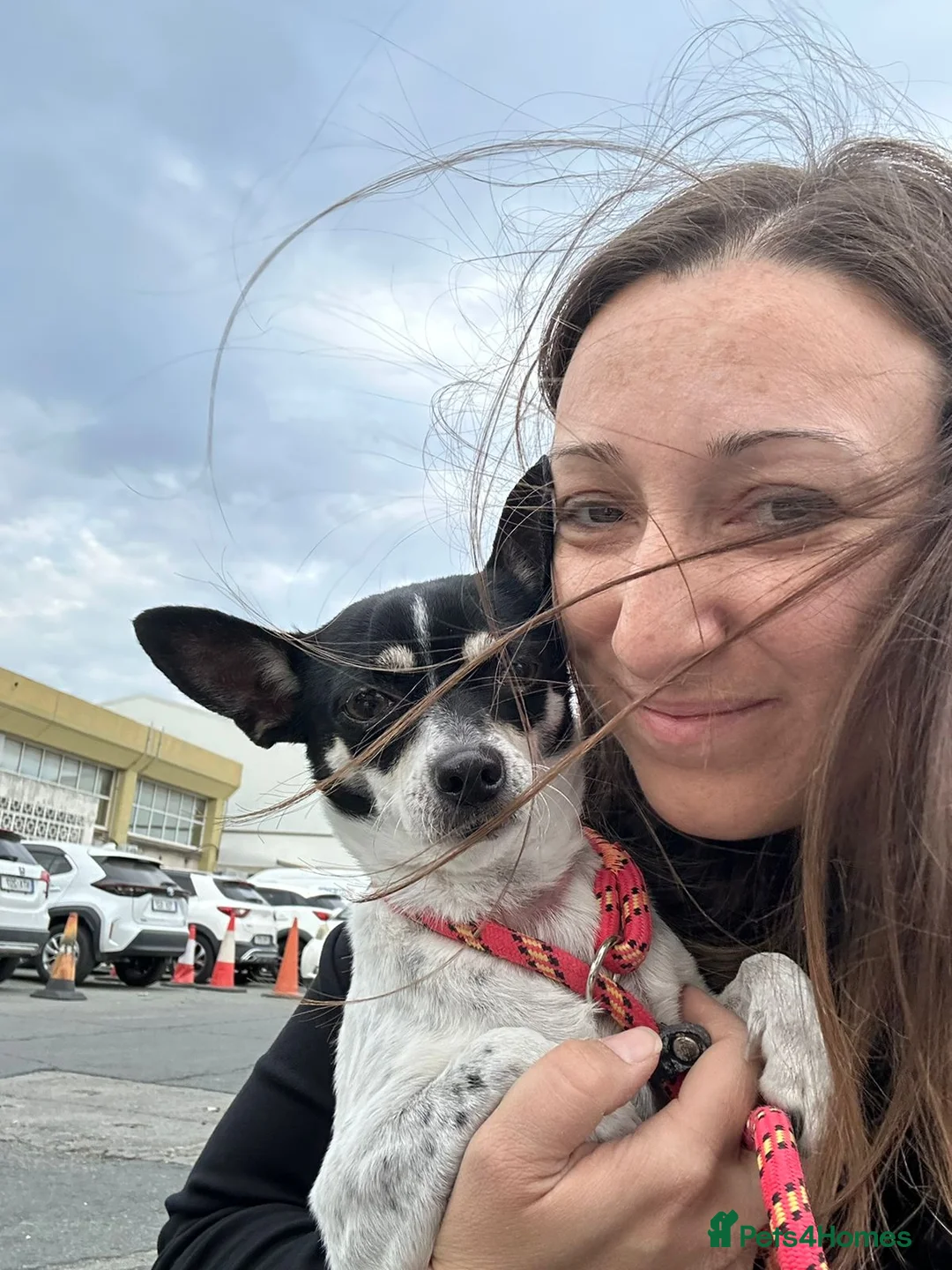 Chihuahua dogs for adoption: Tilda the tiny heart thief with big personality - Advert 4