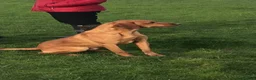Labrador Retriever dogs for sale: Full Pedigree Fox Red and Yellow Labrador Pups - Advert 6