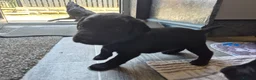 Labrador Retriever dogs for sale: Labrador black puppies  - Advert 28