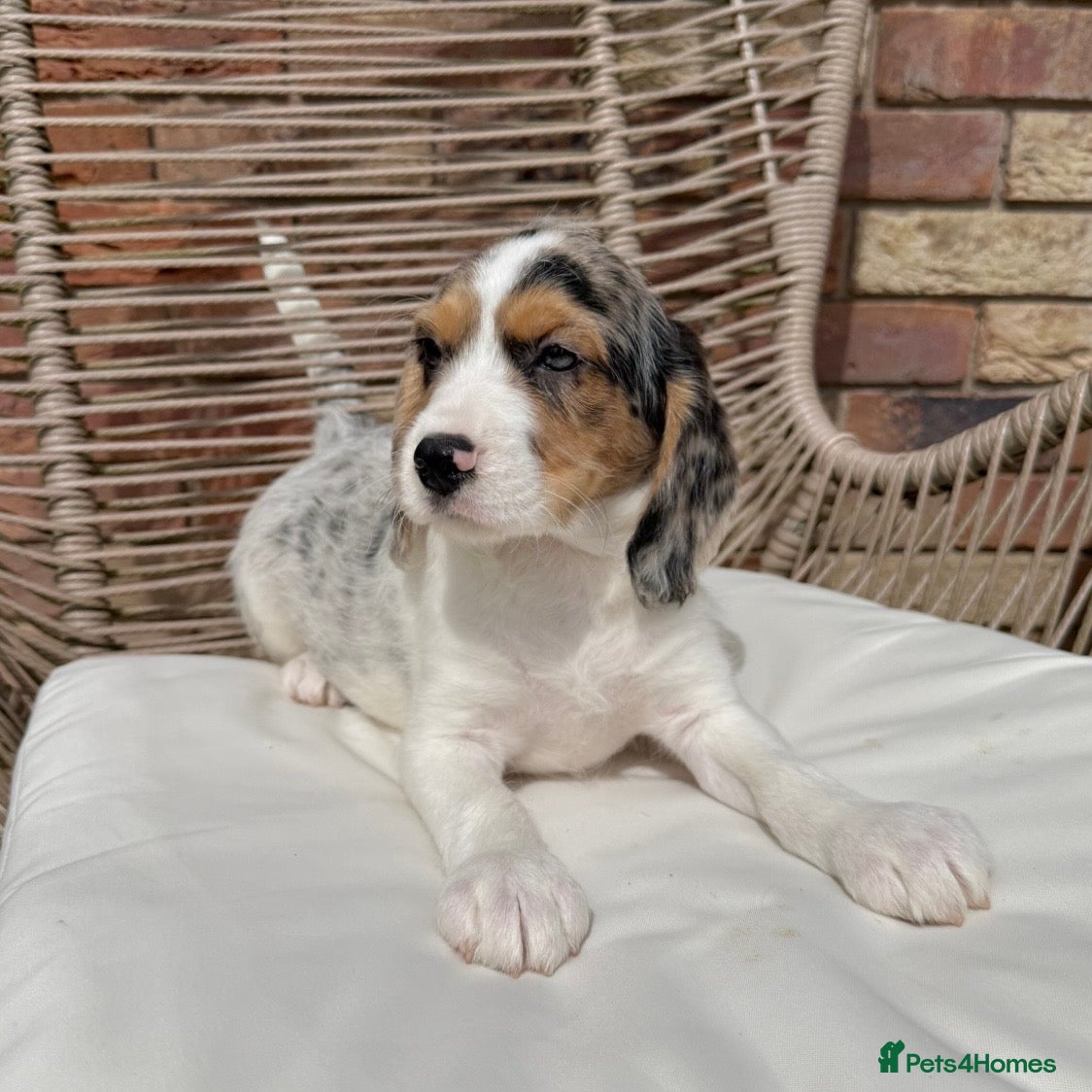 Mixed Breed dogs for sale: ⭐️⭐️Poogle Puppies (Beagle x Miniature Poodle)⭐️⭐️ - Advert 28