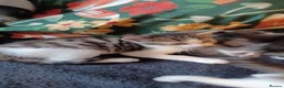 Mixed Breed cats for sale: 2boys & 2girls - Advert 9