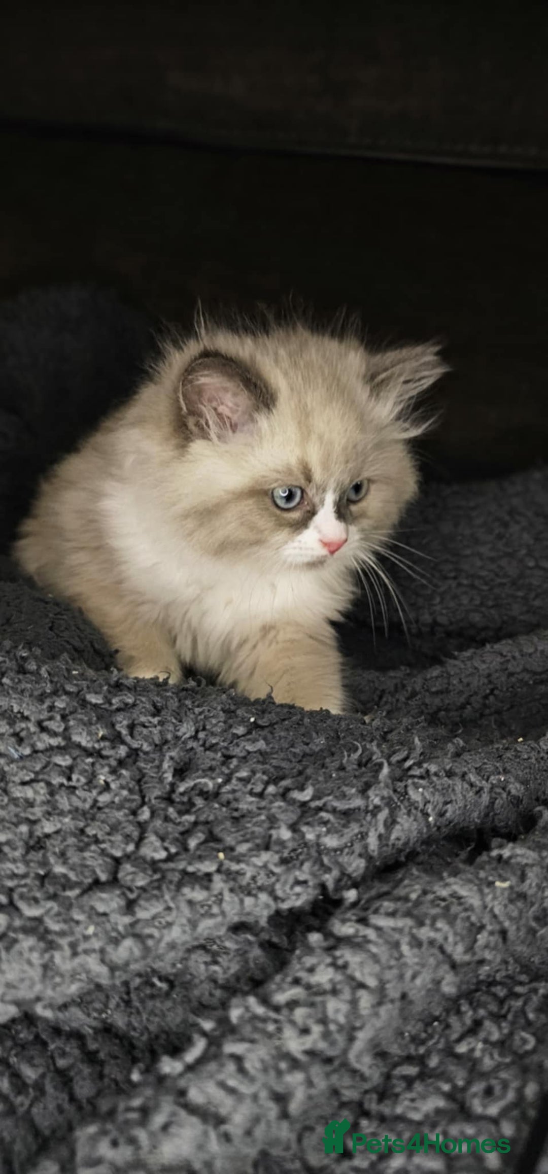 Ragdoll cats for sale: Beautiful ragdoll - Advert 8