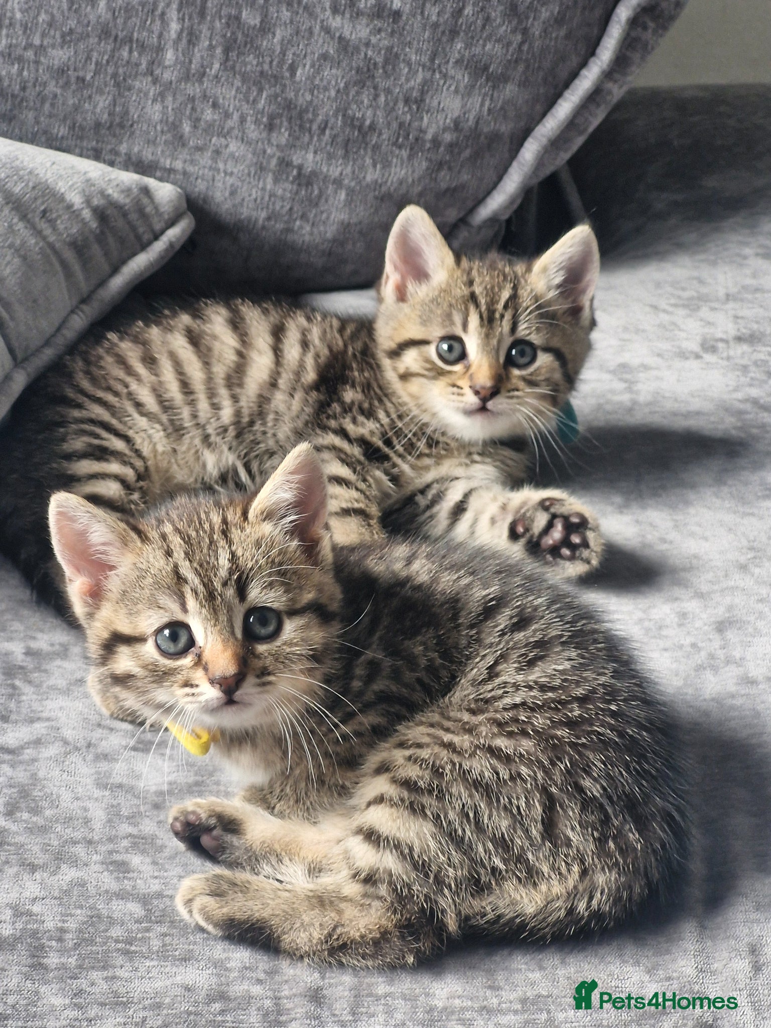 Mixed Breed cats British short hair/ Persian mixed breed  - Advert 22