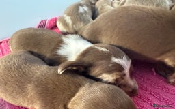 Miniature Dachshund dogs for sale: Miniature dachshunds  - Image 5