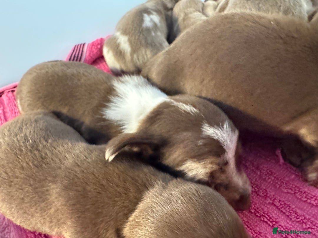 Miniature Dachshund dogs for sale: Miniature dachshunds  - Image 5