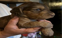 Cockapoo dogs for sale: Cockerpoo puppies F1 stunning colours - Image 5