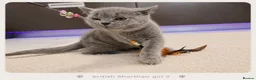 British Shorthair cats for sale: Pure Breed British Shorthair Kittens - Advert 2