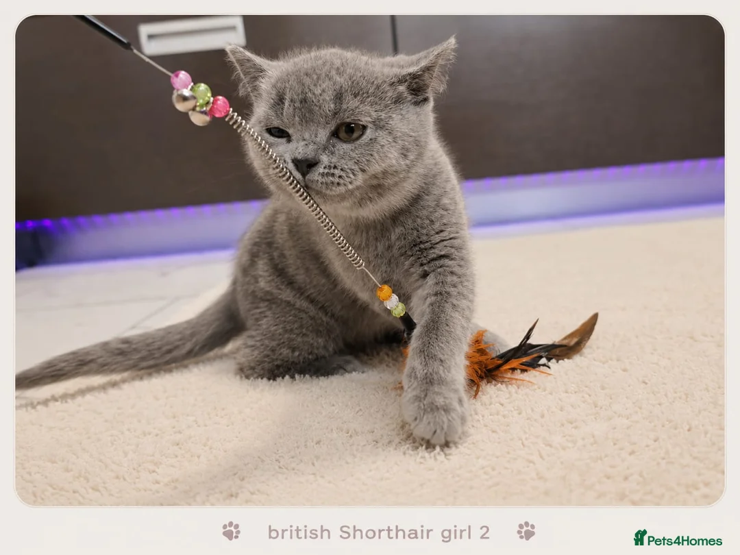 British Shorthair cats for sale: Pure Breed British Shorthair Kittens - Advert 2