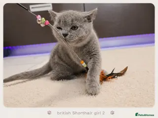 British Shorthair cats Pure Breed British Shorthair Kittens - Advert 17