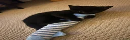 Domestic Shorthair cats for sale: 11 week old kitten for sale !  - Advert 4