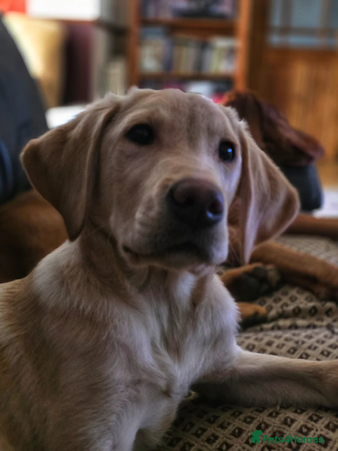 Labrador Retriever dogs for sale: Labrador Dog Pup  - Advert 2