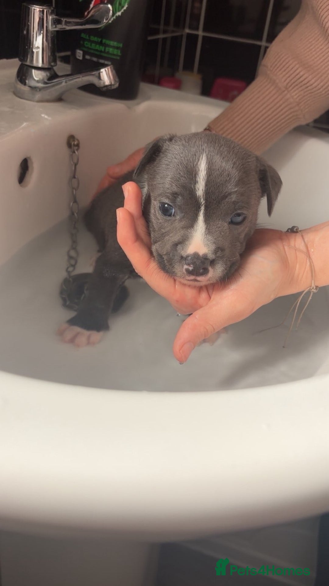 Staffordshire Bull Terrier dogs for sale: ✨ Blue Staffy Pups – Happy, Healthy & Loving!  - Image 29