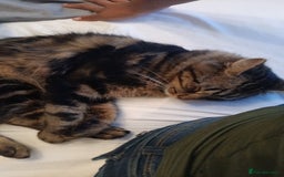Mixed Breed cats for sale: Beautiful Young Male Cat - Image 5