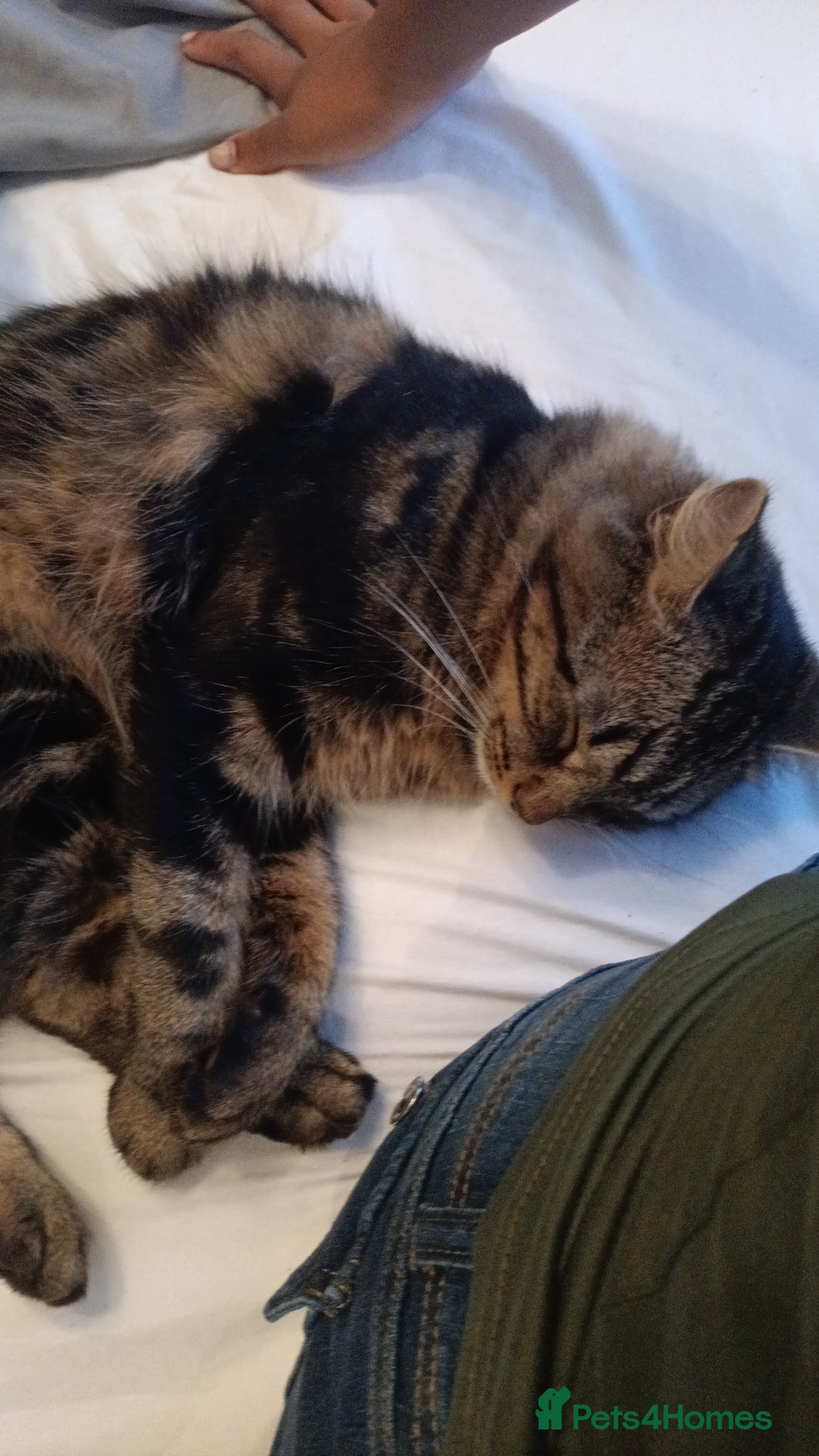 Mixed Breed cats for sale: Beautiful Young Male Cat - Image 5