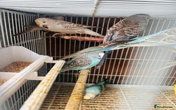 Budgerigars birds for sale: Budgies of various colours and ages  in Luton - Image 6