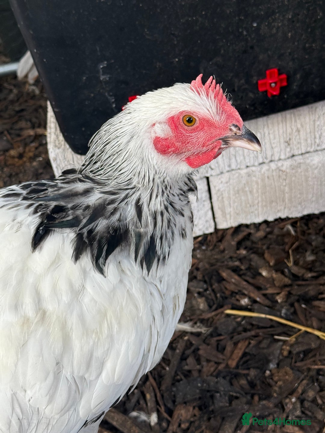 Chickens poultry for sale: Light Sussex Hen - 26 Weeks Old - Image 3