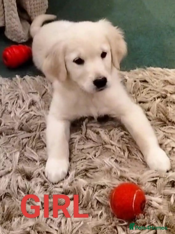 Golden Retriever dogs GOLDEN RETRIEVER PUPS - Advert 17