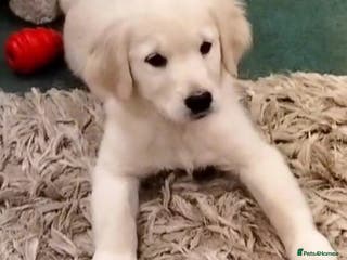 Golden Retriever dogs GOLDEN RETRIEVER PUPS - Advert 17