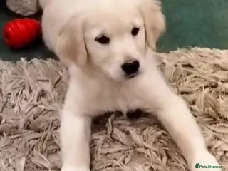 Golden Retriever dogs GOLDEN RETRIEVER PUPS - Advert 3