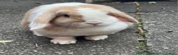 Mini Lop rabbits for sale: 🐰 Biscuit – Female Mini Lop - Advert 1