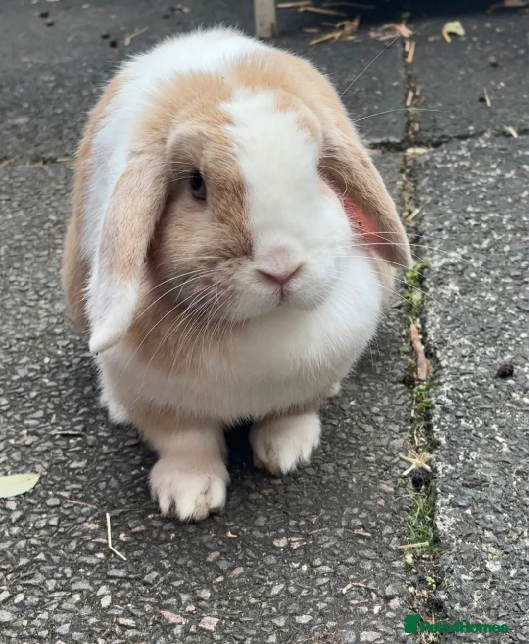 Mini Lop rabbits for sale: 🐰 Biscuit – Female Mini Lop - Advert 1