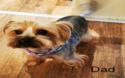 Yorkshire Terrier dogs for sale: 🐶Yorkshire terrier puppies for sale🐶 - Advert 4