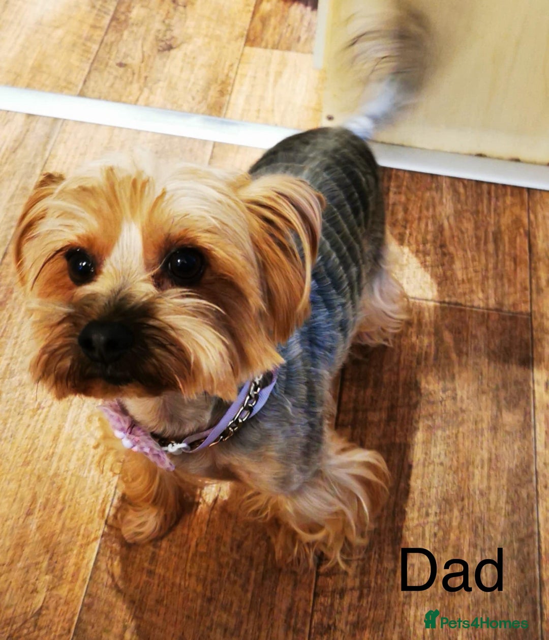 Yorkshire Terrier dogs for sale: 🐶Yorkshire terrier puppies for sale🐶 - Advert 4