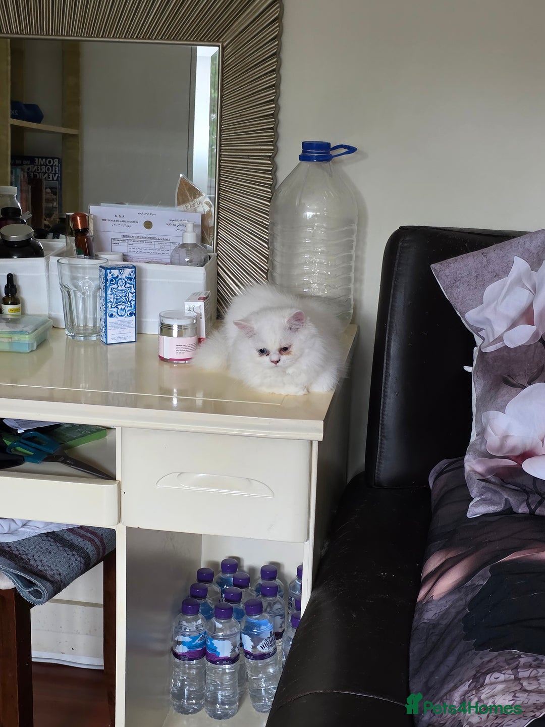 Persian cats for sale: 2 white lovely Persian female kittens  - Image 2